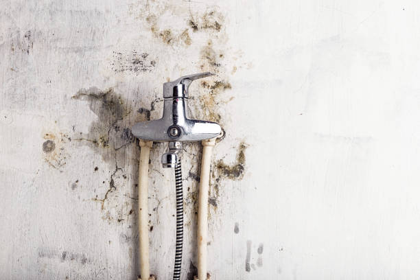 Best Mold Cleaning Services  in Fort Madison, IA