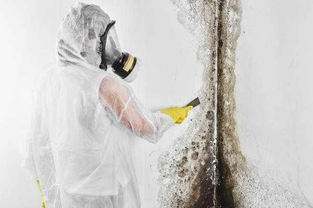 Best Toxic Mold Removal  in Fort Madison, IA