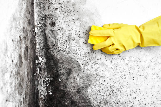 Best Toxic Mold Removal  in Fort Madison, IA
