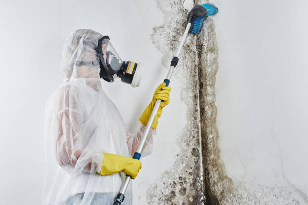 Mold Removal and Inspection in Fort Madison, IA