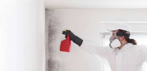 Best Home Mold Removal  in Fort Madison, IA