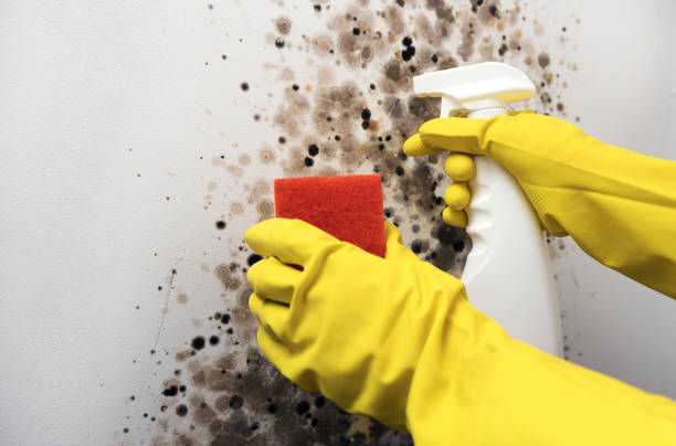 Best Affordable Mold Removal  in Fort Madison, IA
