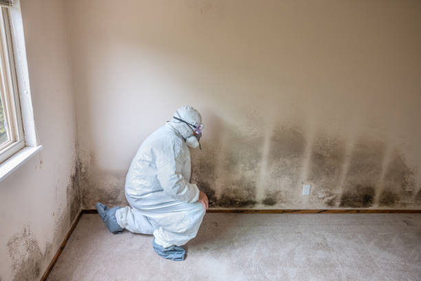 Best Mold Remediation  in Fort Madison, IA