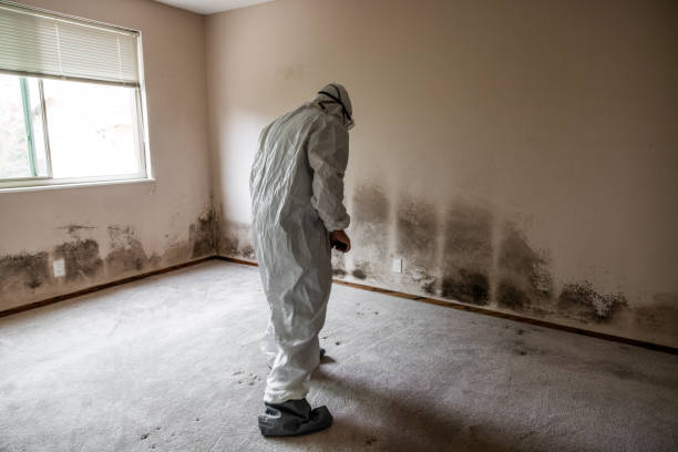 Best Local Mold Removal Service  in Fort Madison, IA