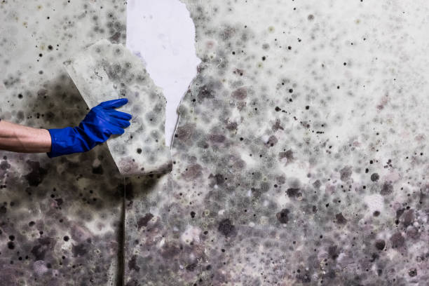 Best Same-Day Mold Removal  in Fort Madison, IA